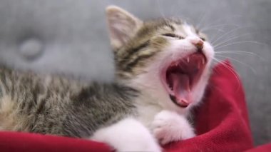  Çizgili kedi yavrusu uyanıyor, esniyor ve esniyor. Kitty kameraya bakıyor. Mutlu sevimli kedi evcil hayvan kavramı. Yavaş çekim