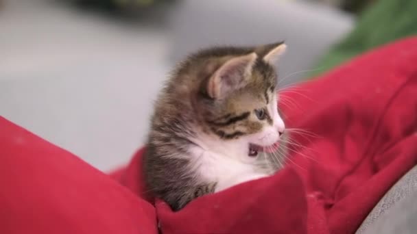 Striped kitten wakes up, yawns and stretches. kitty looking at camera. Concept of happy adorable cat pets. Slow motion — Stock Video