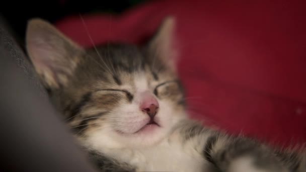 Weihnachtskatzen. niedliches kleines gestreiftes Kätzchen, das auf festlichem Hintergrund schläft. Kitty mit Weihnachtsbeleuchtung — Stockvideo