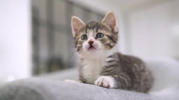 Gestreiftes Kätzchen wacht auf, gähnt und streckt sich. Kitty schaut in die Kamera. Konzept der glücklichen entzückenden Katzenhaustiere. Zeitlupe — Stockvideo