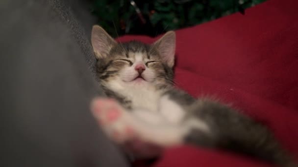 Gatos de Navidad. lindo pequeño rayas gatito durmiendo en festivo vacaciones fondo. Kitty con luces de Navidad — Vídeos de Stock