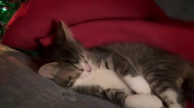 Noel kedileri. Küçük çizgili şirin kedi yavrusu bayram arka planında uyuyor. Noel ışıkları olan kedicik 