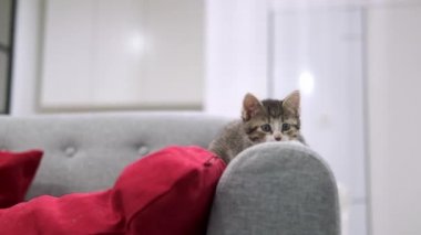  Çizgili kedi yavrusu uyanıyor, esniyor ve esniyor. Kitty kameraya bakıyor. Mutlu sevimli kedi evcil hayvan kavramı. Yavaş çekim