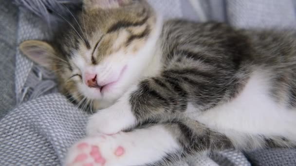 Ριγέ οικόσιτο γατάκι ξαπλωμένο σε λευκή γκρίζα κουβέρτα στο κρεβάτι. Κοιμωμένη γάτα. Έννοια των αξιολάτρευτο κατοικίδια ζώα. — Αρχείο Βίντεο