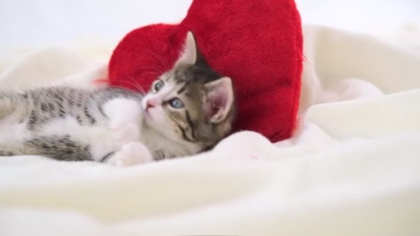 Valentinstag Kätzchen. Kleine gestreifte Kätzchen liegen mit rotem Herz auf hellweißer Decke auf dem Bett und schauen in die Kamera. Liebenswertes Haustierkonzept . — Stockvideo