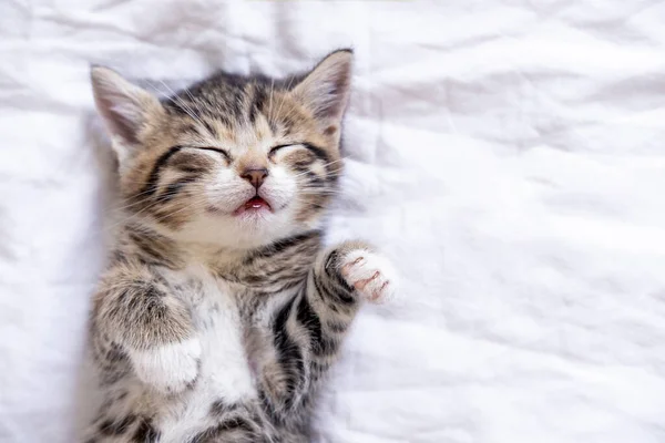Mały uśmiechnięty kociak w paski, leżący na plecach i śpiący na białym kocu. Pojęcie cute urocze zwierzęta koty — Zdjęcie stockowe