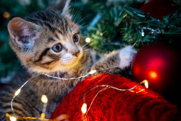 Gato de Natal. Retrato gatinho listrado brincando com luzes de Natal guirlanda no fundo festivo. — Fotografia de Stock