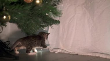 Noel kedisi. Çizgili kedi yavrusu Noel ışıklarıyla oynuyor. Noel ağacının altında.