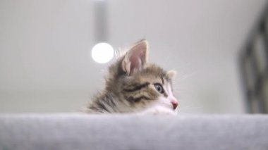 Küçük kedicik evdeki kanepeden gizlice bakıyor. Meraklı komik çizgili kedicik. Saklanan Evcil Kedi 