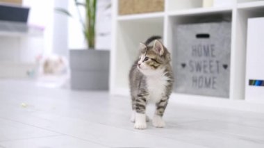 Modern ışık içinde yerde koşan küçük kedi yavrusu kameraya bakıyor. Meraklı komik çizgili kedicik. Evcil kedi. Yavaş çekim