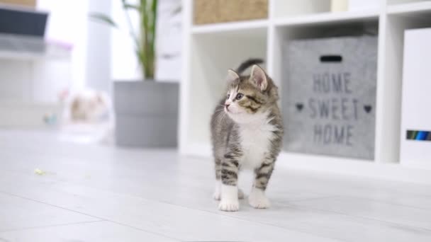 Malé koťátko běží po podlaze v moderním lehkém interiéru a dívá se do kamery. Zvědavá hravá, legrační pruhovaná kočička. Domácí kočka. Zpomalený pohyb — Stock video