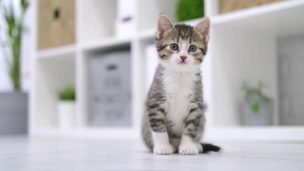 Kleine Kätzchen sitzen auf dem Boden in modernem hellen Interieur und schauen in die Kamera. Neugierig verspielt lustig gestreifte Miezekatze. Hauskatze — Stockvideo