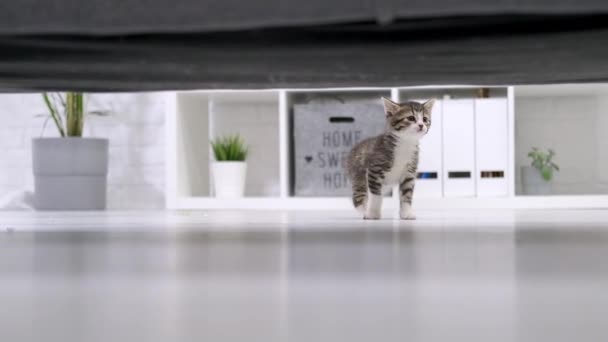 Pequeño gatito corriendo en el suelo debajo del sofá en interiores de luz moderna. Curioso juguetón divertido gatito rayado. Gato doméstico — Vídeos de Stock