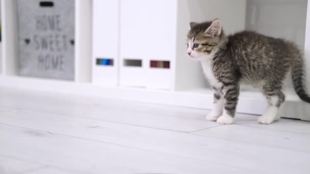 A kiscica fél, sziszeg, a macskának szőr van a végén a modern fény belsejében. Belföldi kíváncsi, vicces csíkos cica. Lassú mozgás. — Stock videók