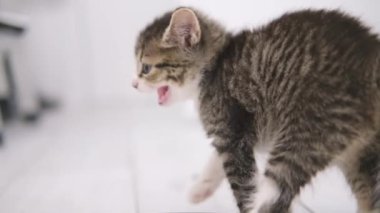 Küçük kedi yavrusu korkuyor, tıslıyor, kedinin tüyleri modern ışık içinde. Yurt içi meraklı komik çizgili kedicik. Yavaş çekim