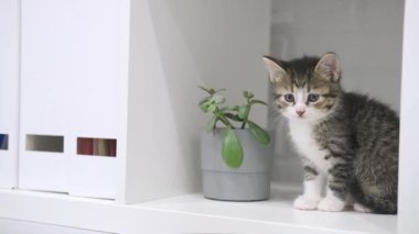 Modern ışıkta rafta saklanan küçük kedi yavrusu kameraya bakıyor. Çizgili kedi yavrusu. Yavaş çekim
