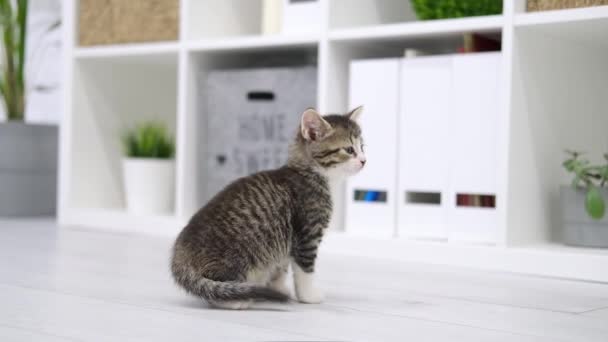 Malé koťátko sedí na podlaze v moderním lehkém interiéru a dívá se do kamery. Zvědavá hravá, legrační pruhovaná kočička. Domácí kočka — Stock video
