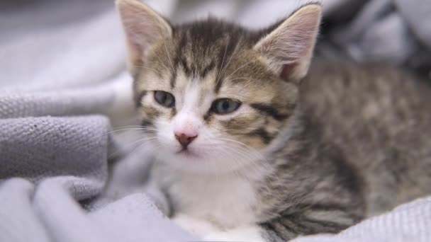 Kitten in slaap gevallen op grijze deken. Gestreepte huiskat ligt thuis. Slaap kat. Concept van gelukkige schattige huisdieren. slow motion. — Stockvideo