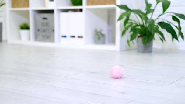 Randig kattunge leker med rosa boll skein av tråd i modern inredning hem. Söt tamkatt hoppar gör roliga pose. Långsamma rörelser — Stockvideo