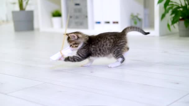 Gatinho listrado brincando com papel arco na corda em casa interior moderno. salto gato fazendo pose engraçada. Kitty pega brinquedo com as patas. Movimento lento — Vídeo de Stock