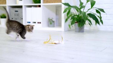  Çizgili kedi yavrusu modern iç mekanda iple kağıt yay ile oynuyor. Kedi zıplaması komik poz veriyor. Kedicik patileriyle oyuncak yakalar. Yavaş çekim