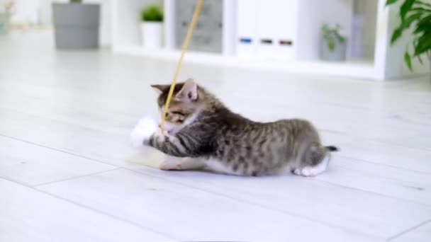 Gatinho listrado brincando com papel arco na corda em casa interior moderno. salto gato fazendo pose engraçada. Kitty pega brinquedo com as patas. Movimento lento — Vídeo de Stock