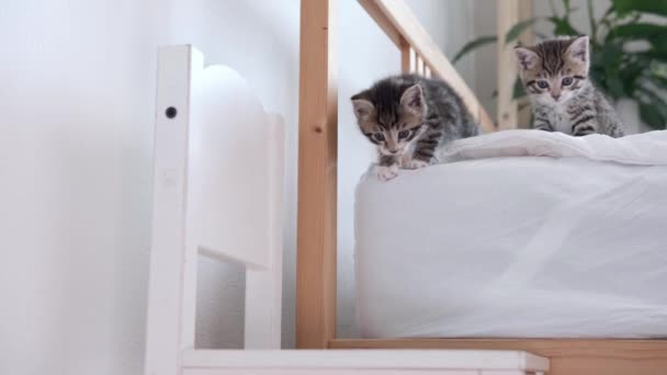 4k Dvě malá pruhovaná koťátka seskočí z postele. Hravé kočky si hrají doma. Zdravé rozkošné domácí mazlíčci. — Stock video