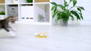  Çizgili kedi yavrusu modern iç mekanda iple kağıt yay ile oynuyor. Kedi zıplaması komik poz veriyor. Kedicik patileriyle oyuncak yakalar. Yavaş çekim