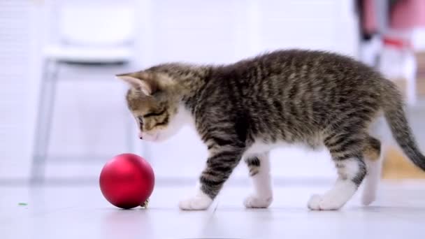 Pouco curioso gatinho listrado jogando com bola de Natal vermelho em casa no chão. Movimento lento — Vídeo de Stock