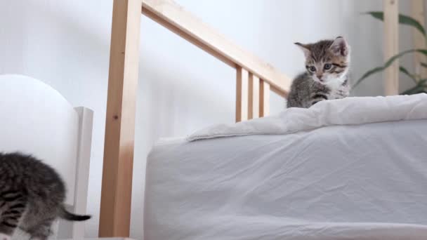 4k Deux petits chatons rayés sautent du lit. Des chats ludiques jouant ensemble à la maison. Animaux domestiques adorables en bonne santé. — Video