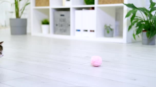 Csíkos cica játszik rózsaszín labda skein cérna -ban modern belső otthon. Aranyos házi macska ugrás csinál vicces pózt. Lassú mozgás. — Stock videók
