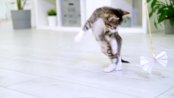 Gatinho listrado brincando com papel arco na corda em casa interior moderno. salto gato fazendo pose engraçada. Kitty pega brinquedo com as patas. Movimento lento — Vídeo de Stock