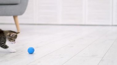  Çizgili kedi yavrusu modern İskandinav iç mekanında mavi top oynuyor. Kedi komik poz veriyor, zıplıyor yere düşüp eğleniyor, koşuyor ve pençeleriyle topu yakalıyor. Yavaş çekim