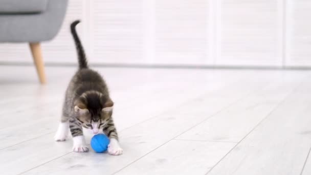 Ριγέ γατάκι παίζει μπλε μπάλα στο σύγχρονο σκανδιναβικό εσωτερικό σπίτι. Γάτα κάνει αστεία θέτουν άλμα τροχαίο πάνω από τη διασκέδαση πέφτοντας στο πάτωμα τρέχει και να πιάσει μπάλα με τα πόδια. Αργή κίνηση — Αρχείο Βίντεο