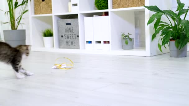 Proužkované kotě si hraje s papírovou mašlí na provázku v moderním interiéru domu. kočičí skákání dělá legrační pózu. Kitty chytí hračku tlapkama. Zpomalený pohyb — Stock video