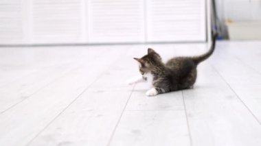  Çizgili kedi yavrusu modern İskandinav iç mekanında mavi top oynuyor. Kedi komik poz veriyor, zıplıyor yere düşüp eğleniyor, koşuyor ve pençeleriyle topu yakalıyor. Yavaş çekim