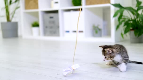 Csíkos cica játszik papír íj madzag a modern belső otthonban. Macskaugrás vicces pózban. Kitty elkapja a játékot a mancsaival. Lassú mozgás. — Stock videók