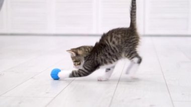  Çizgili kedi yavrusu modern İskandinav iç mekanında mavi top oynuyor. Kedi komik poz veriyor, zıplıyor yere düşüp eğleniyor, koşuyor ve pençeleriyle topu yakalıyor. Yavaş çekim