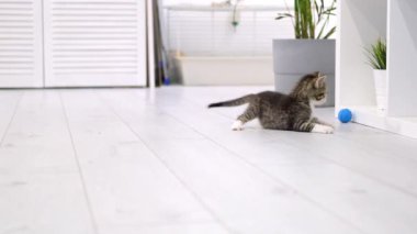  Çizgili kedi yavrusu modern İskandinav iç mekanında mavi top oynuyor. Kedi komik poz veriyor, zıplıyor yere düşüp eğleniyor, koşuyor ve pençeleriyle topu yakalıyor. Yavaş çekim