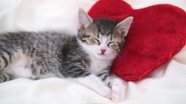 Le chat de la Saint Valentin. Petit chaton rayé dormant sur un oreiller rouge en forme de coeur sur une couverture blanche claire au lit. animal domestique concept . — Video
