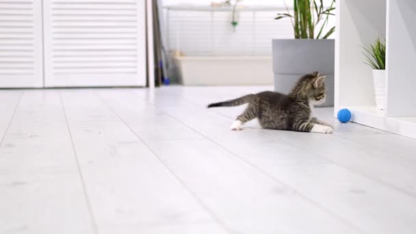 Çizgili kedi yavrusu modern İskandinav iç mekanında mavi top oynuyor. Kedi komik poz veriyor, zıplıyor yere düşüp eğleniyor, koşuyor ve pençeleriyle topu yakalıyor. Yavaş çekim — Stok video