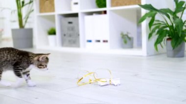  Çizgili kedi yavrusu modern iç mekanda iple kağıt yay ile oynuyor. Kedi zıplaması komik poz veriyor. Kedicik patileriyle oyuncak yakalar. Yavaş çekim