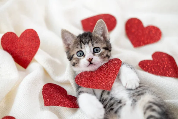 バレンタインデーの猫。ベッドの上の薄い白い毛布の上で赤い心を持つ小さな縞模様の子猫の演奏、カメラを見て。愛らしい家庭用子猫のコンセプト . — ストック写真