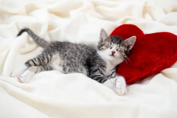 Valentijnsdag kat. Klein gestreept kitten slapen op hart vorm rood kussen op licht witte deken op bed. huisdieren concept . — Stockfoto