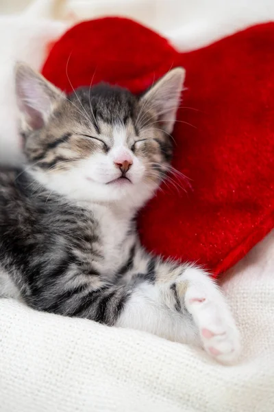 Valentinstag Katze. Kleine gestreifte Kätzchen schlafen auf herzförmigen roten Kissen auf hellweißer Decke auf dem Bett. Haustierkonzept . — Stockfoto