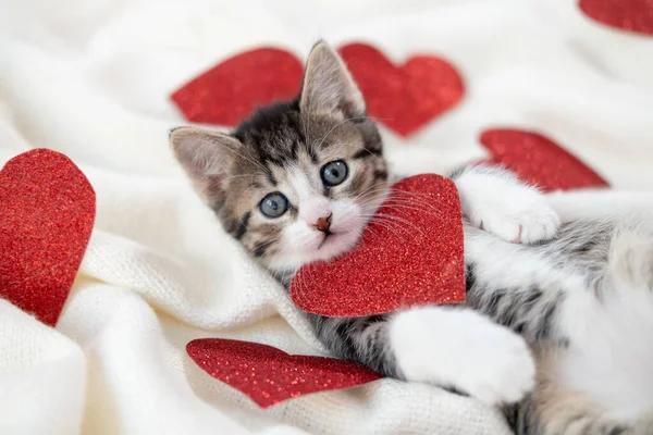 Valentines Day cat. Small striped kitten playing with red hearts on light white blanket on bed, looking at camera. Adorable domestic kitty pets concept . — Stock Photo, Image