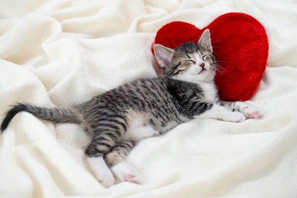 Valentijnsdag kat. Klein gestreept kitten slapen op hart vorm rood kussen op licht witte deken op bed. huisdieren concept . — Stockfoto