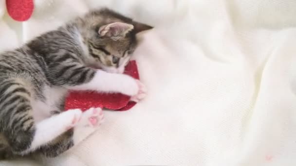 Gatto di San Valentino. Piccolo gattino a strisce che gioca con i cuori rossi su una coperta bianca leggera sul letto, guardando la fotocamera. Adorabile domestico micio animali domestici concetto . — Video Stock