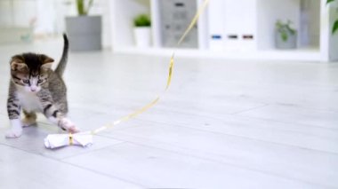  Çizgili kedi yavrusu modern iç mekanda iple kağıt yay ile oynuyor. Kedi zıplaması komik poz veriyor. Kedicik patileriyle oyuncak yakalar. Yavaş çekim