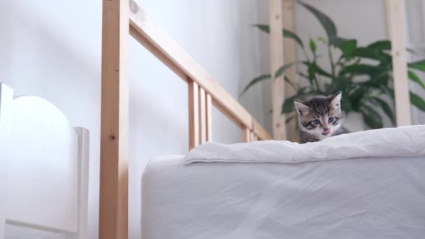 4k malé pruhované kotě seskočí z postele. Hravá kočka si hraje doma. Zdravé rozkošné domácí mazlíčci. — Stock video